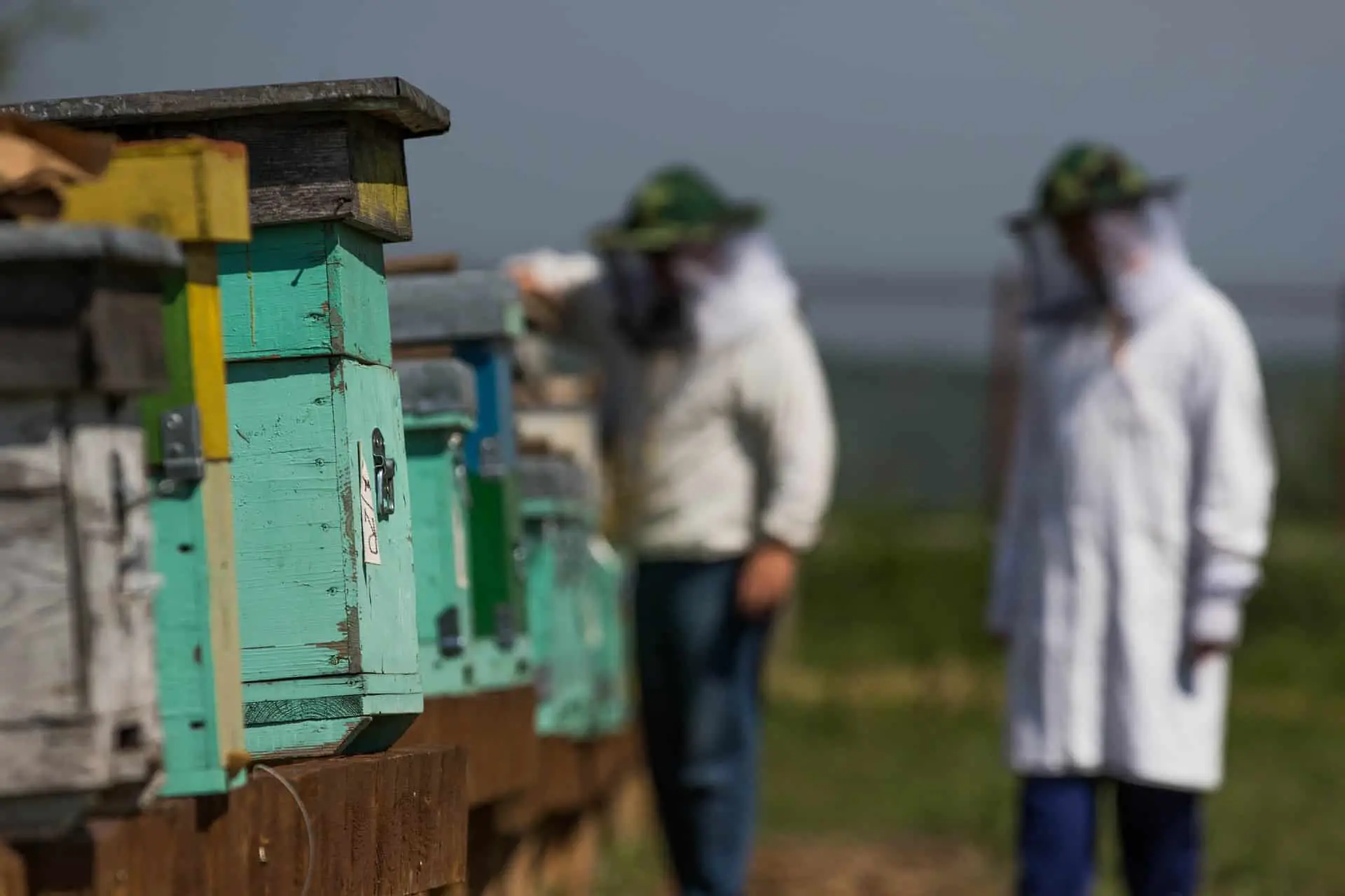 Beekeepers inspecting beehives
