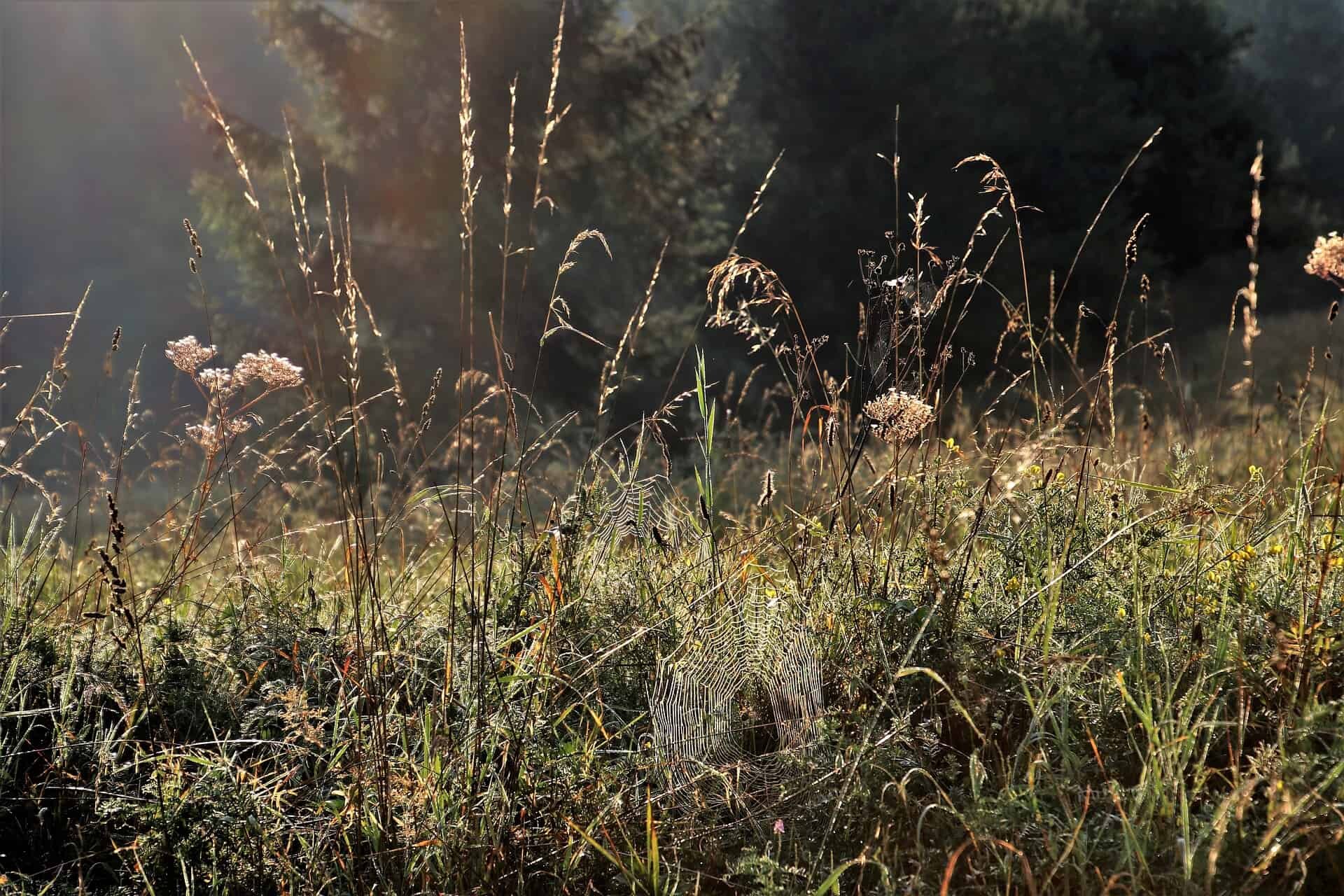 Dry meadow during a nectar dearth