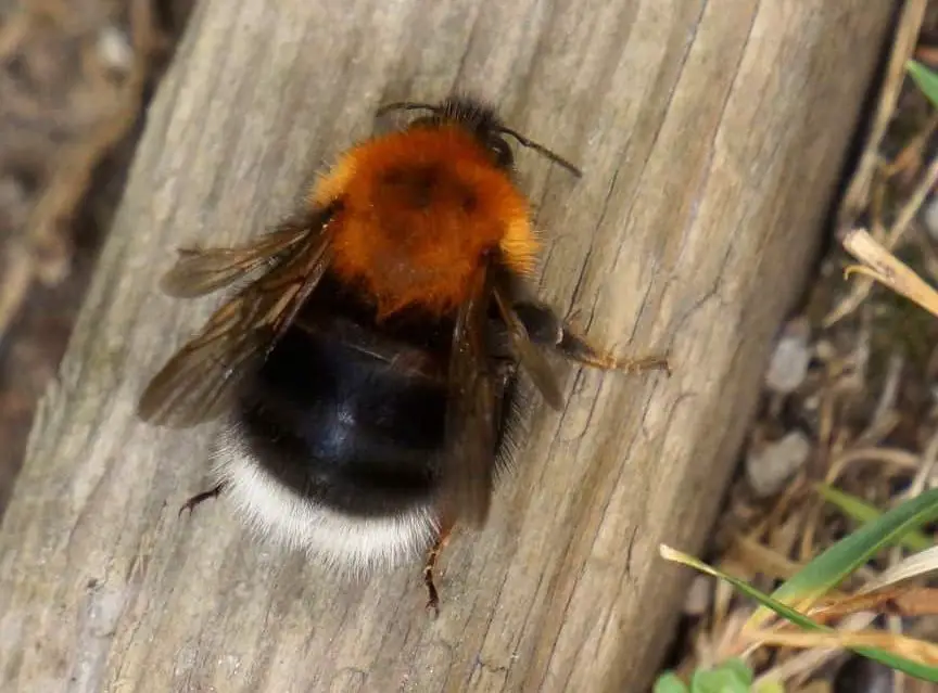 Where Do Bumble Bees Go In Winter? – Beehour.com