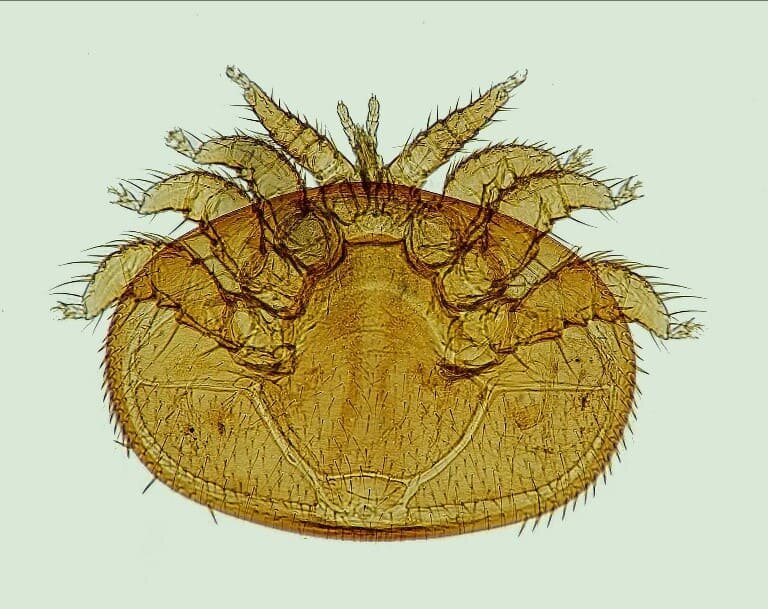 Varroa mite