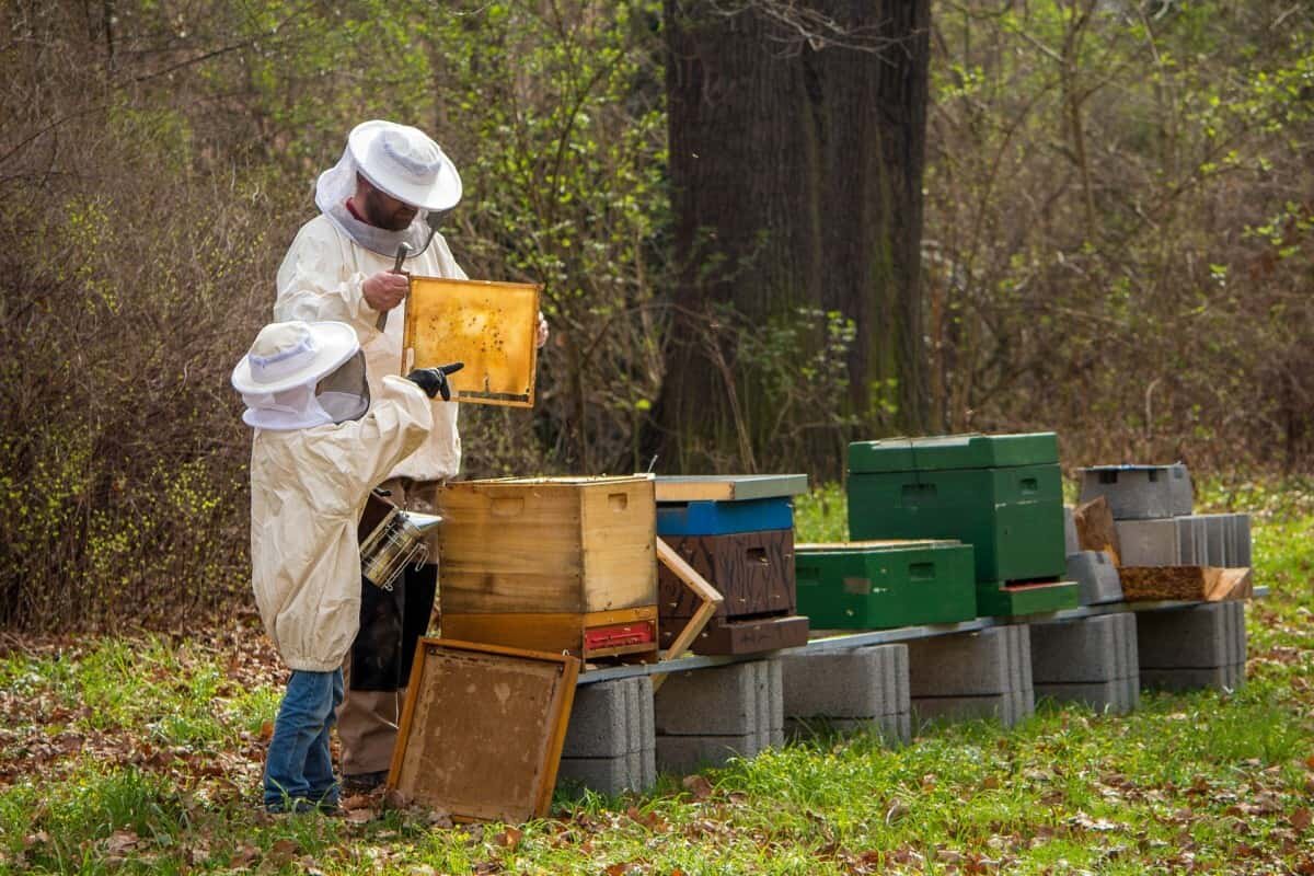 Beekeeper next to the beehives